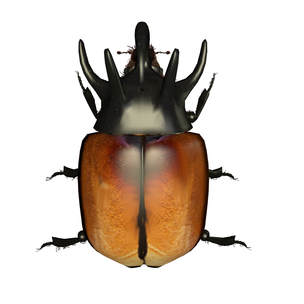 Rhinoceros beetle preview image 2